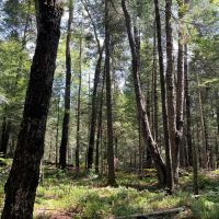 57 acre Hunting Land Next to State Land Diana NY