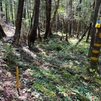 57 acre Hunting Land Next to State Land Diana NY images 3