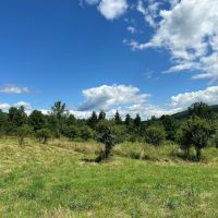 13 acres Hunting Land with Camper in Scio NY 3259 Knights Creek Rd images 5