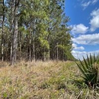 Hull Tract 2 11 Acres Only 15K Down images 4