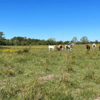 Sour Lake Tract 2 10 Acres Only 15K Down images 4