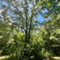 9 Acres with a Cabin in Jasper County MS images 2