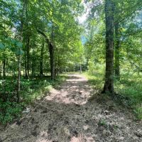 9 Acres with a Cabin in Jasper County MS images 3