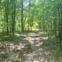 9 Acres with a Cabin in Jasper County MS images 4