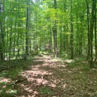 9 Acres with a Cabin in Jasper County MS images 5