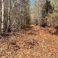 Hubbertville Alabama - 97 Acres