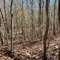 Hubbertville Alabama - 97 Acres images 5