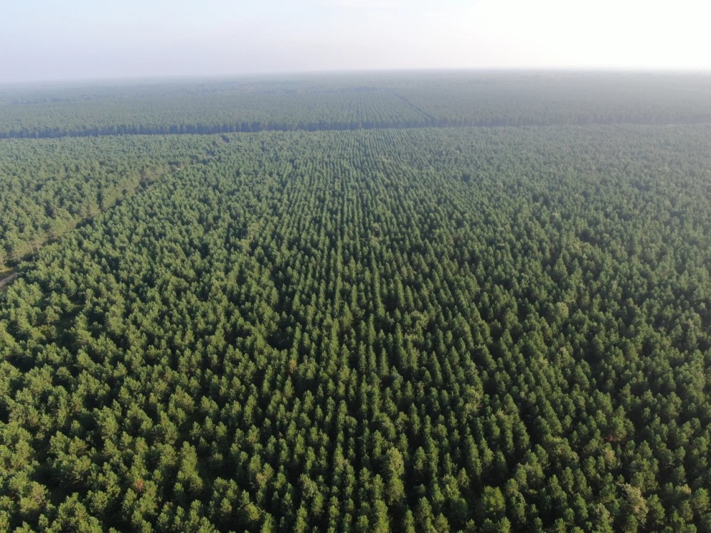 Town of Rome 40 acre timber lot for sale in Adams County WI featured image