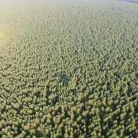 Town of Rome 40 acre timber lot for sale in Adams County WI images 3