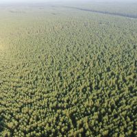 Town of Rome 40 acre timber lot for sale in Adams County WI images 4