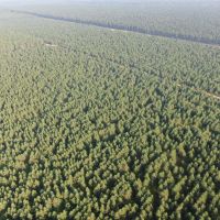 Town of Rome 40 acre timber lot for sale in Adams County WI images 5