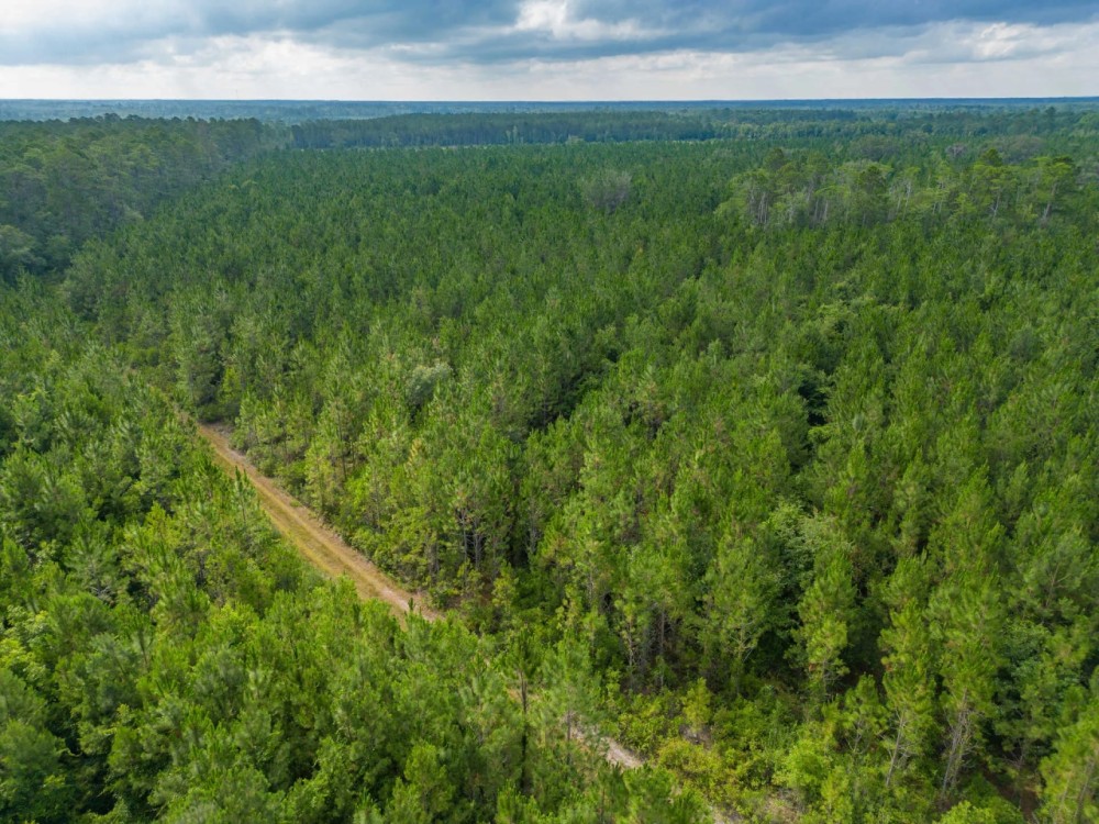 199 Acres of Country Bliss Prime Land in White Oak GA featured image