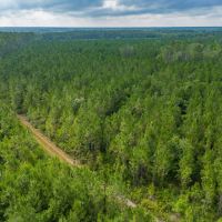 199 Acres of Country Bliss Prime Land in White Oak GA images 1