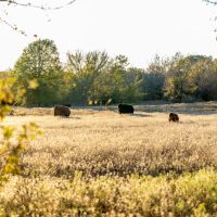 310 Acres In SE Oklahoma images 2