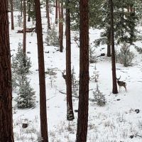 Allen Creek Hunting Retreat images 3