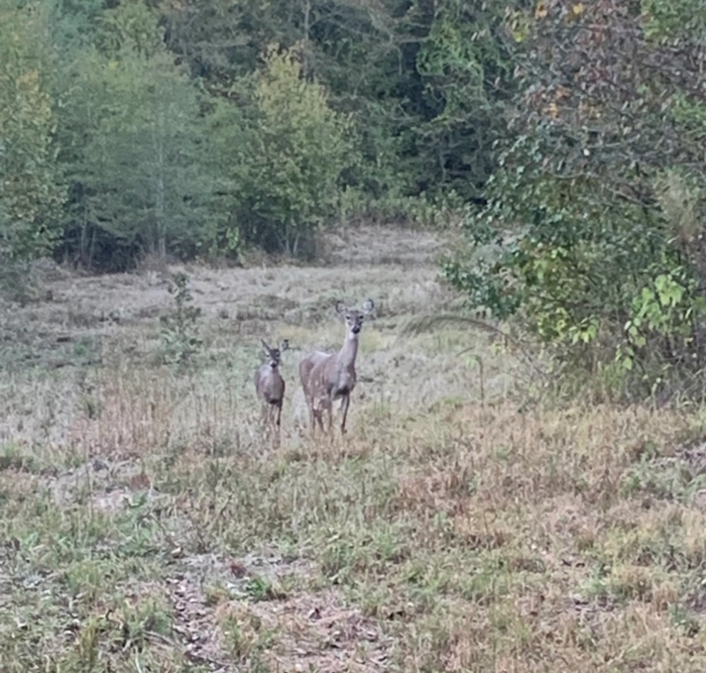 McCurtain County Oklahoma Hunting Property featured image