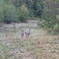 McCurtain County Oklahoma Hunting Property