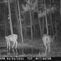 McCurtain County Oklahoma Hunting Property images 2
