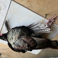 McCurtain County Oklahoma Hunting Property images 4
