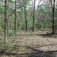 20 Acre FM 980 Huntsville TX images 3