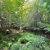 25 acres Wooded Hunting Land St. Regis Falls NY images 2