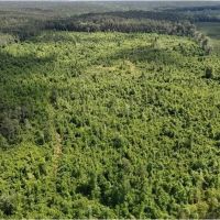 71.6 Acres in Scott County in Morton MS