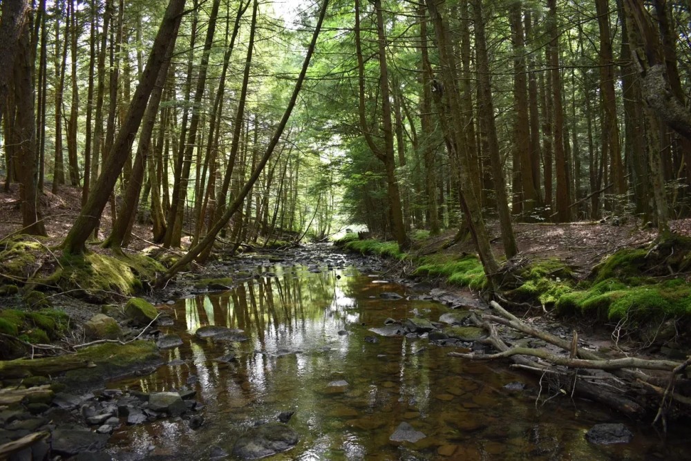 Pine Creek Paradise featured image