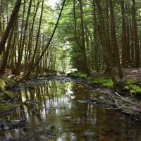 Pine Creek Paradise