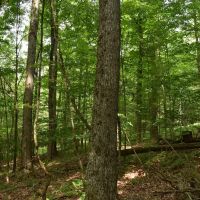 Pine Creek Paradise images 4