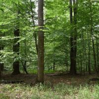 Pine Creek Paradise images 5