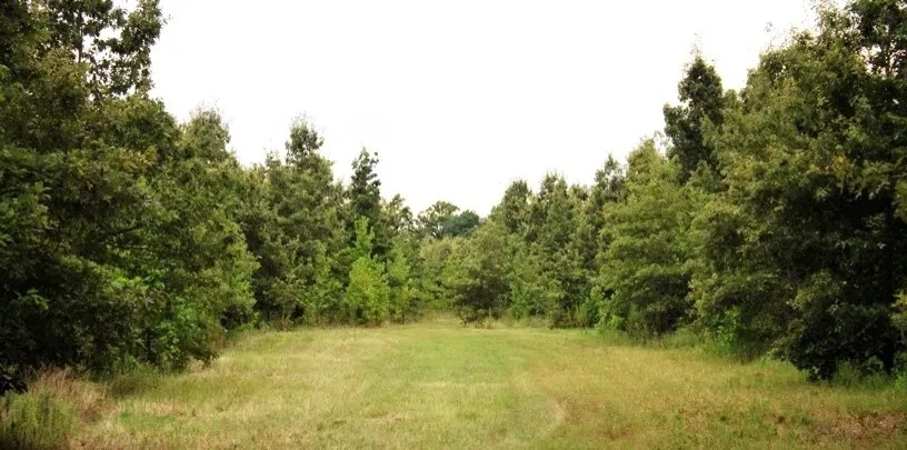 178 Acres with a Camp in Carroll County in Greenwood MS featured image