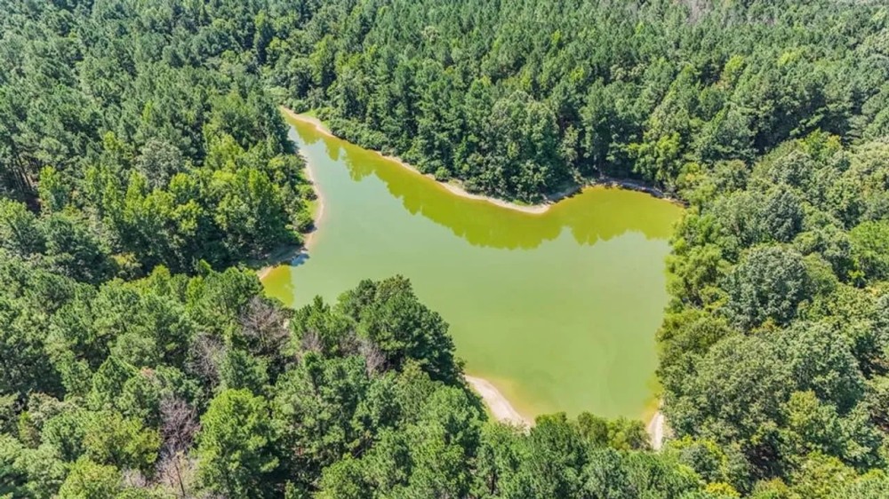 Hunting and Timberland for Sale in Claiborne County MS featured image