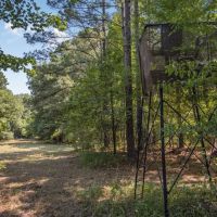 Hunting and Timberland for Sale in Claiborne County MS images 2