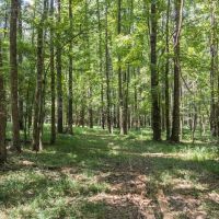 Hunting and Timberland for Sale in Claiborne County MS images 4