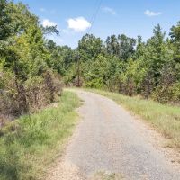 Hunting and Timberland for Sale in Claiborne County MS images 5