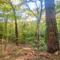 40.72 acres Hulon Brister Rd Jayess Lawrence County MS images 2