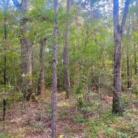 40.72 acres Hulon Brister Rd Jayess Lawrence County MS images 4