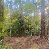 40.72 acres Hulon Brister Rd Jayess Lawrence County MS images 5