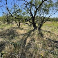 New Listing 20.6 - Acres Callahan County images 2
