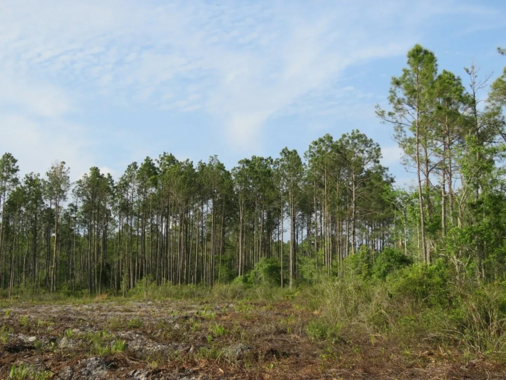 Smith Road Tract featured image