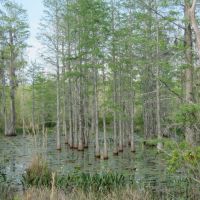 Smith Road Tract images 2