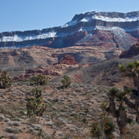 Paiute Wilderness WMA - 87,900 acre Deer hunting property in Mohave, AZ images 4