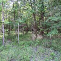Boatright Well Road Timberland images 2