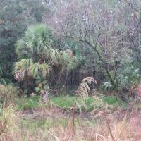 Boatright Well Road Timberland images 3
