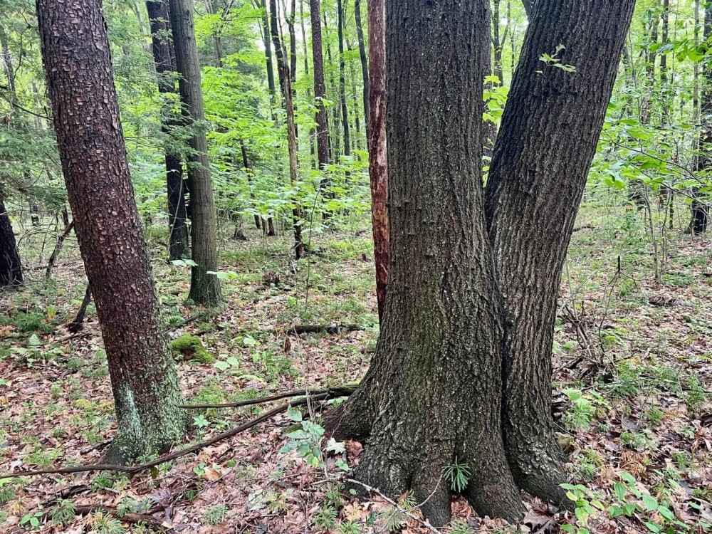 Ben Franklin Hwy. Cambria County - 61 acres featured image