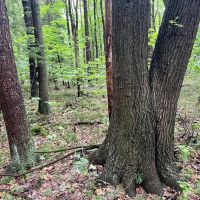 Ben Franklin Hwy. Cambria County - 61 acres