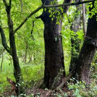 Ben Franklin Hwy. Cambria County - 61 acres images 4