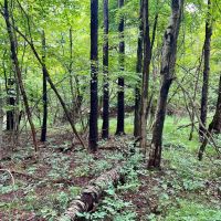 Ben Franklin Hwy. Cambria County - 61 acres images 5