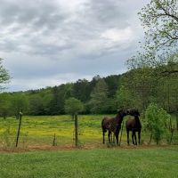 Land Tract Without Restrictions For Sale in Northwest GA