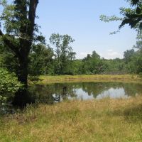 Golden Dove Road Recreational Hunting Escape McCurtain County OK 40 AC